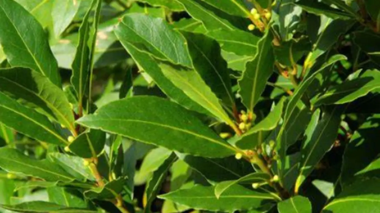 Odore di alloro in casa: ecco cosa vuol dire e come può influenzare il tuo benessere