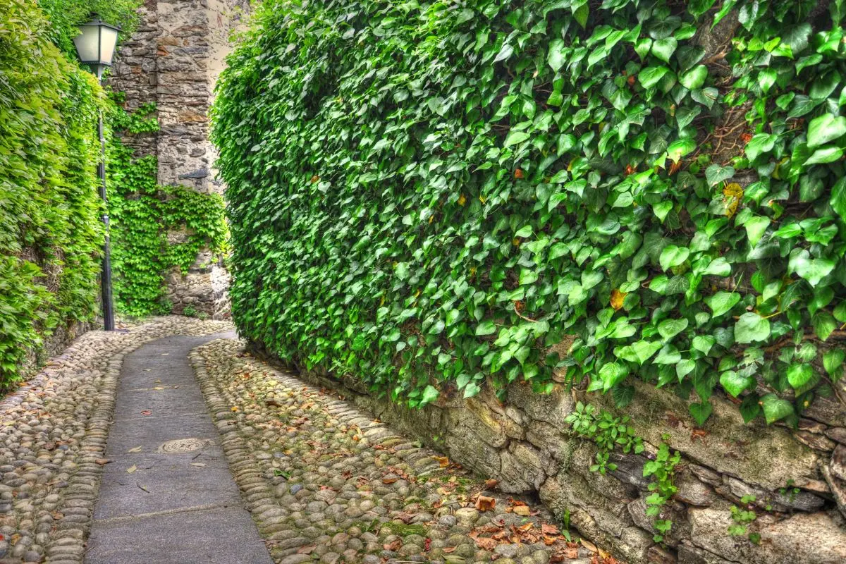 Cerchi verde e pochi pensieri? Ecco la pianta rampicante che tutti vorrebbero