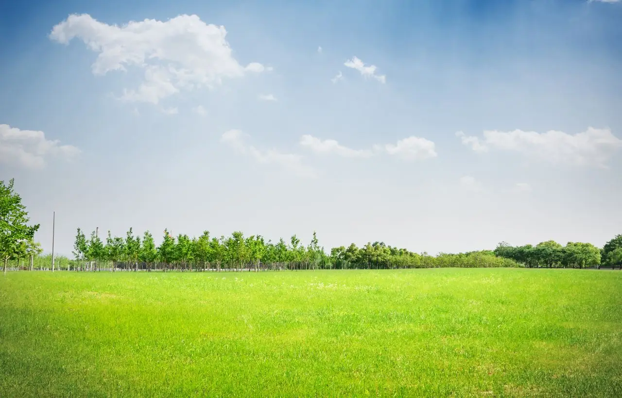 Da terreno abbandonato a prato verde: il trucco che sorprende tutti in giardino