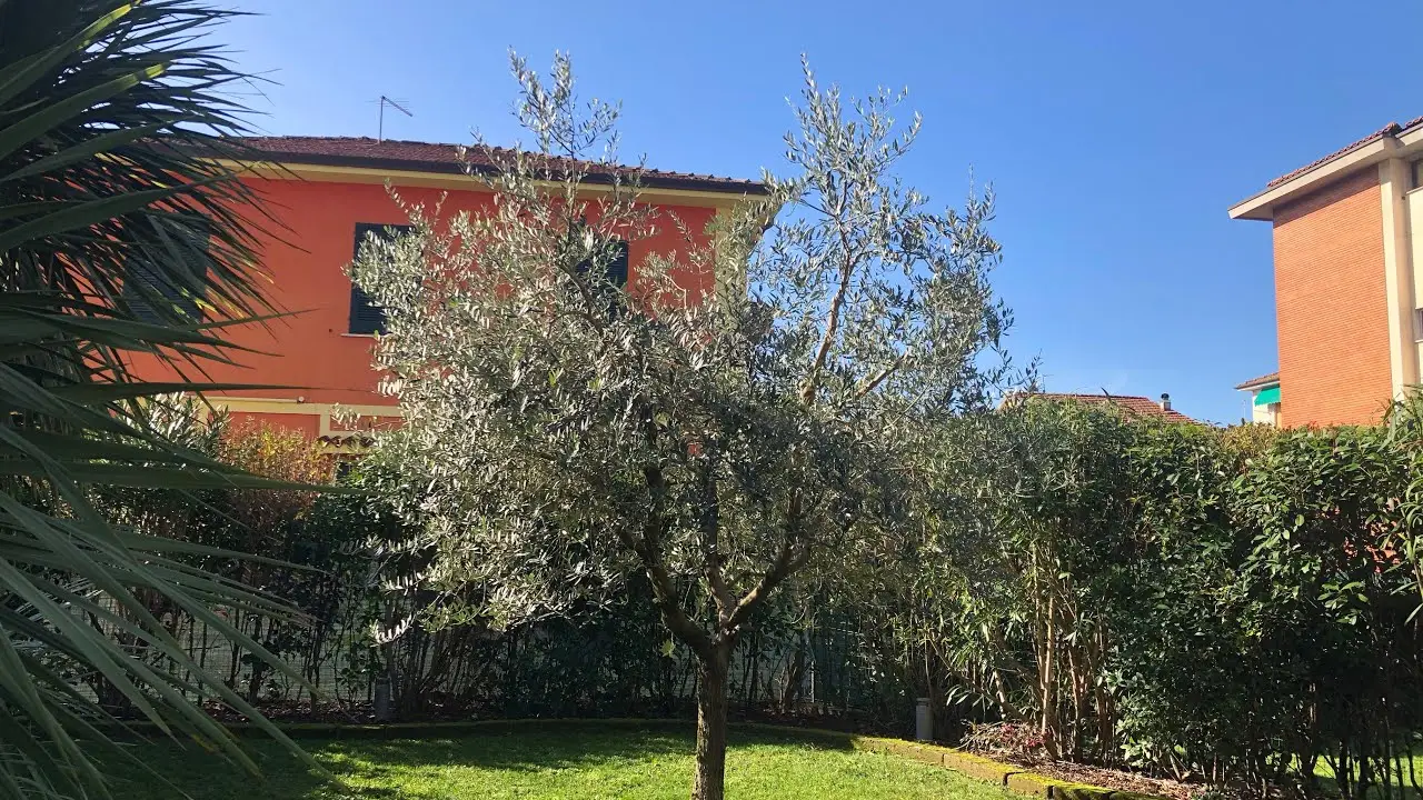 Chi deve pagare la potatura degli alberi: inquilini o proprietari?