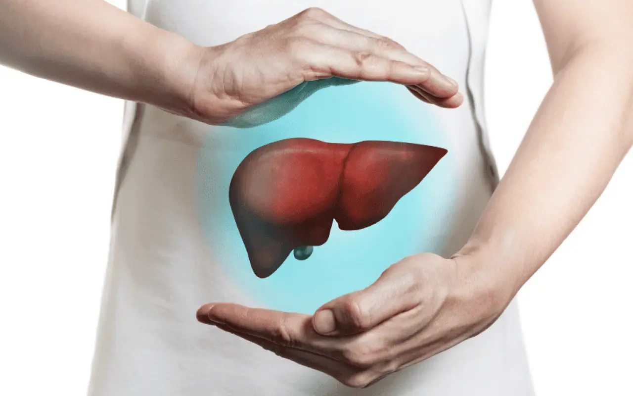 Il segreto nascosto nel tuo corpo che molti ignorano: ecco l’organo fondamentale per la salute di tutti