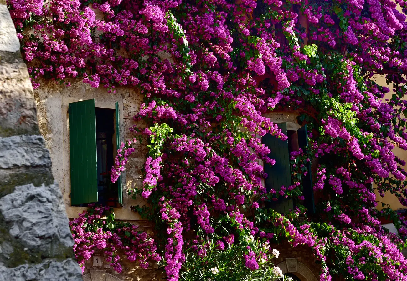 Come curare la bouganville: la guida definitiva