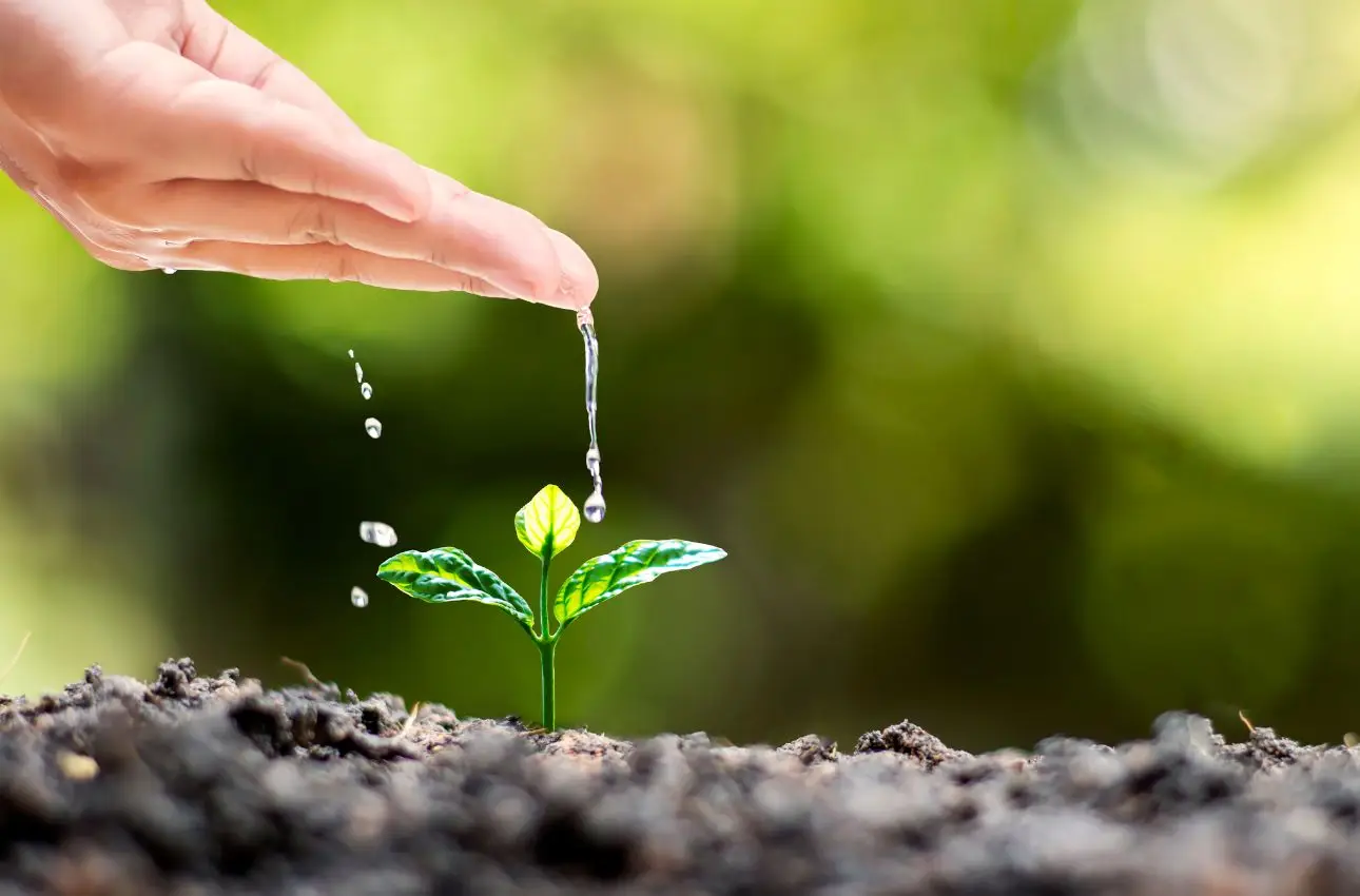 Ecco la pressione ideale per irrigare a goccia senza errori: lo sapevi?