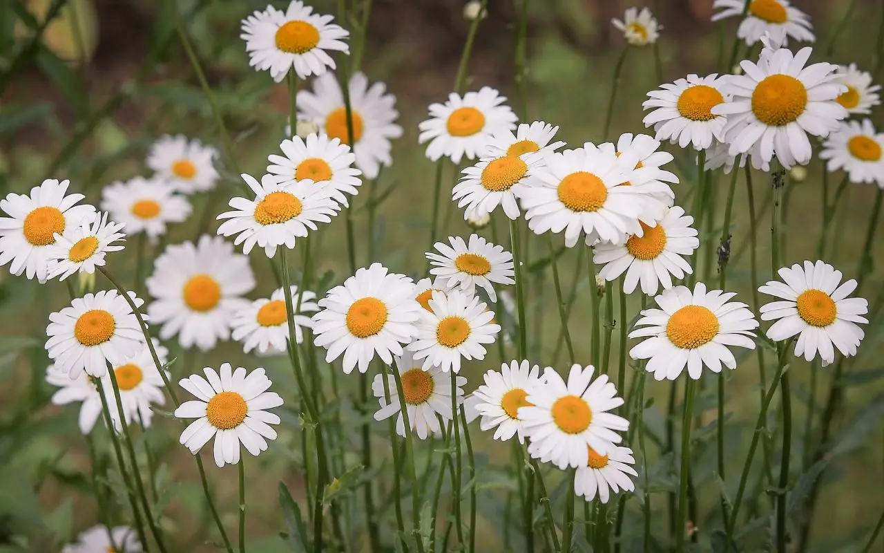 Non comprare queste margherite: ecco quali sono le uniche che si aprono davvero al sole