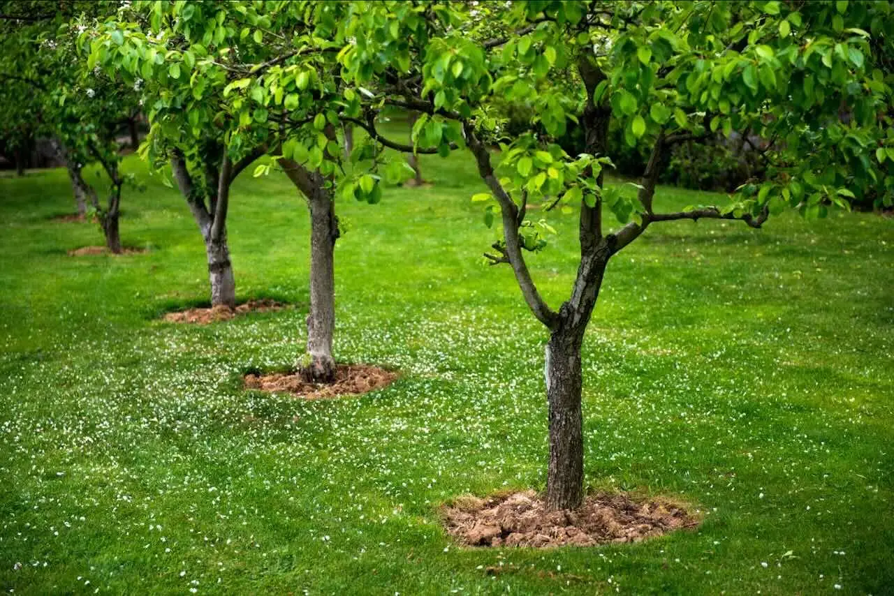 Gli alberi più spettacolari da piantare in giardino per trasformarlo subito
