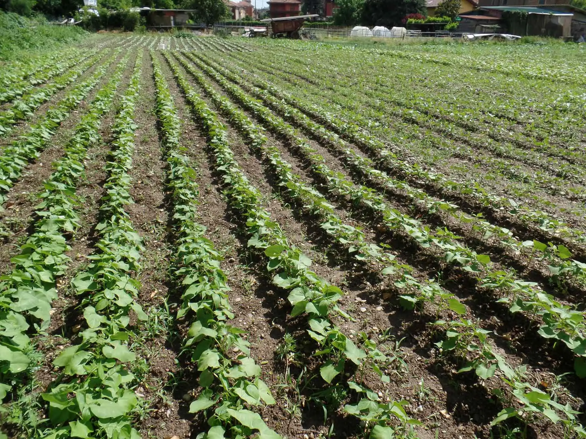 Non piantare nulla prima di aver disinfettato il terreno dell’orto: ecco come farlo in modo naturale