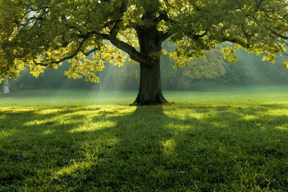 Allerta pericolosa per i tuoi alberi: ecco il gesto semplice che salva la tua ombra