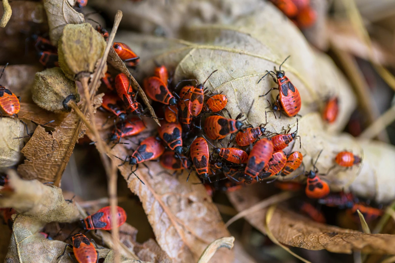 Le cimici entrano nonostante le zanzariere? Ecco il trucco per sigillarle correttamente