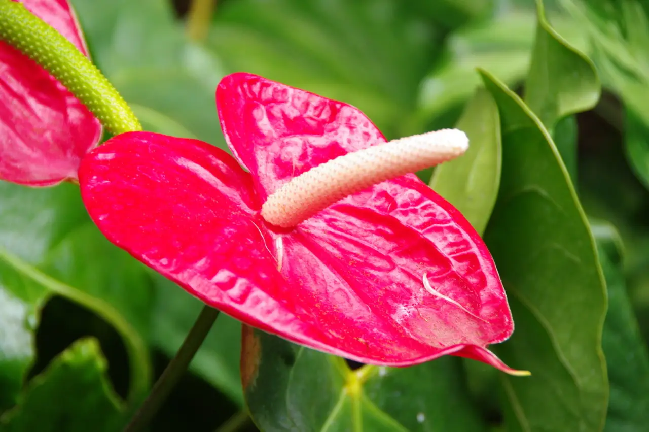 Il tuo anthurium perde le foglie? Ecco l’errore comune che stai commettendo e come salvarlo