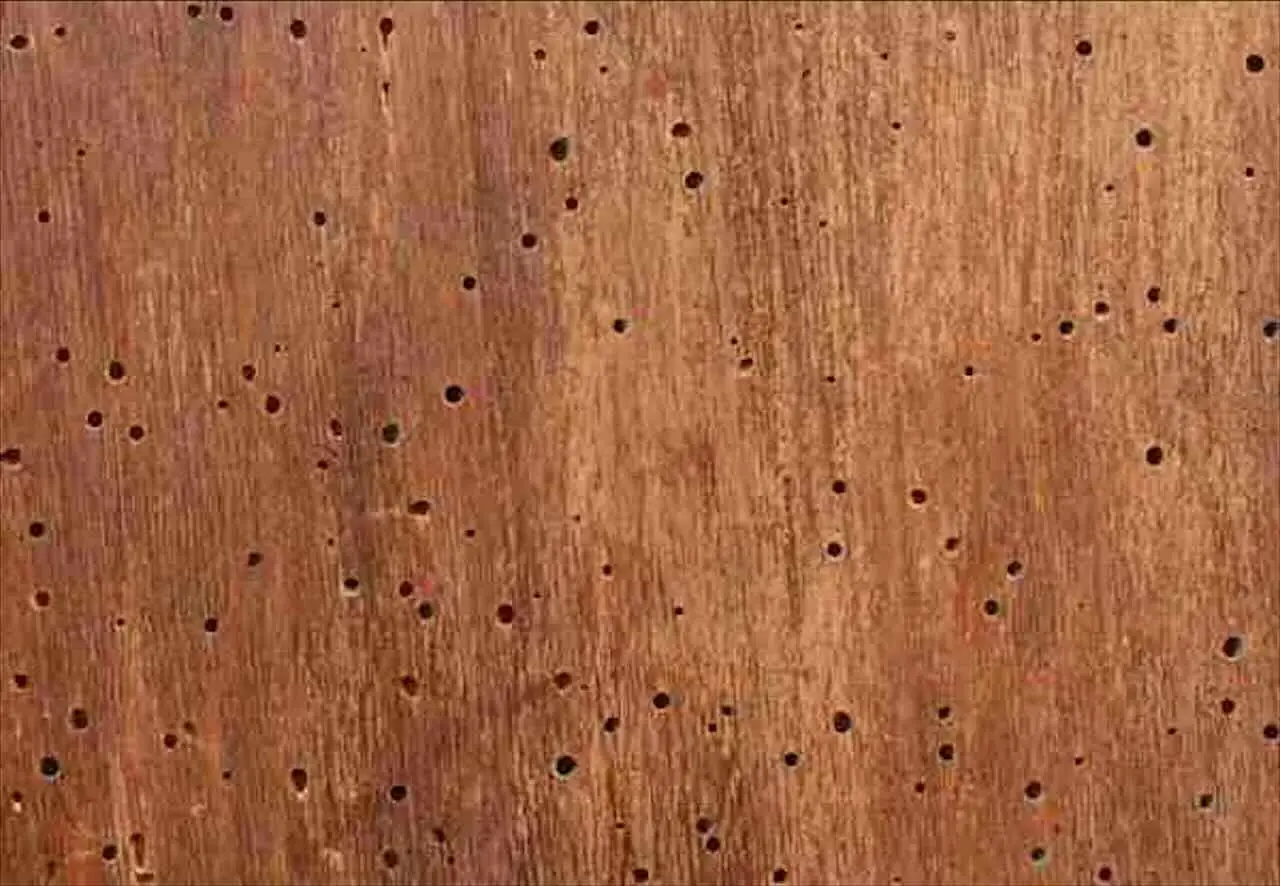 Allarme tarme: ecco i costi reali per eliminarle subito prima che rovinino tutto