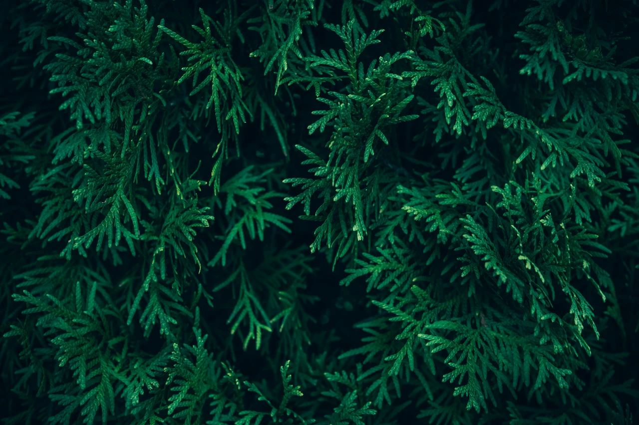 Aghi e fascino: ecco le piante aghifoglie più belle per proteggere la tua privacy in giardino