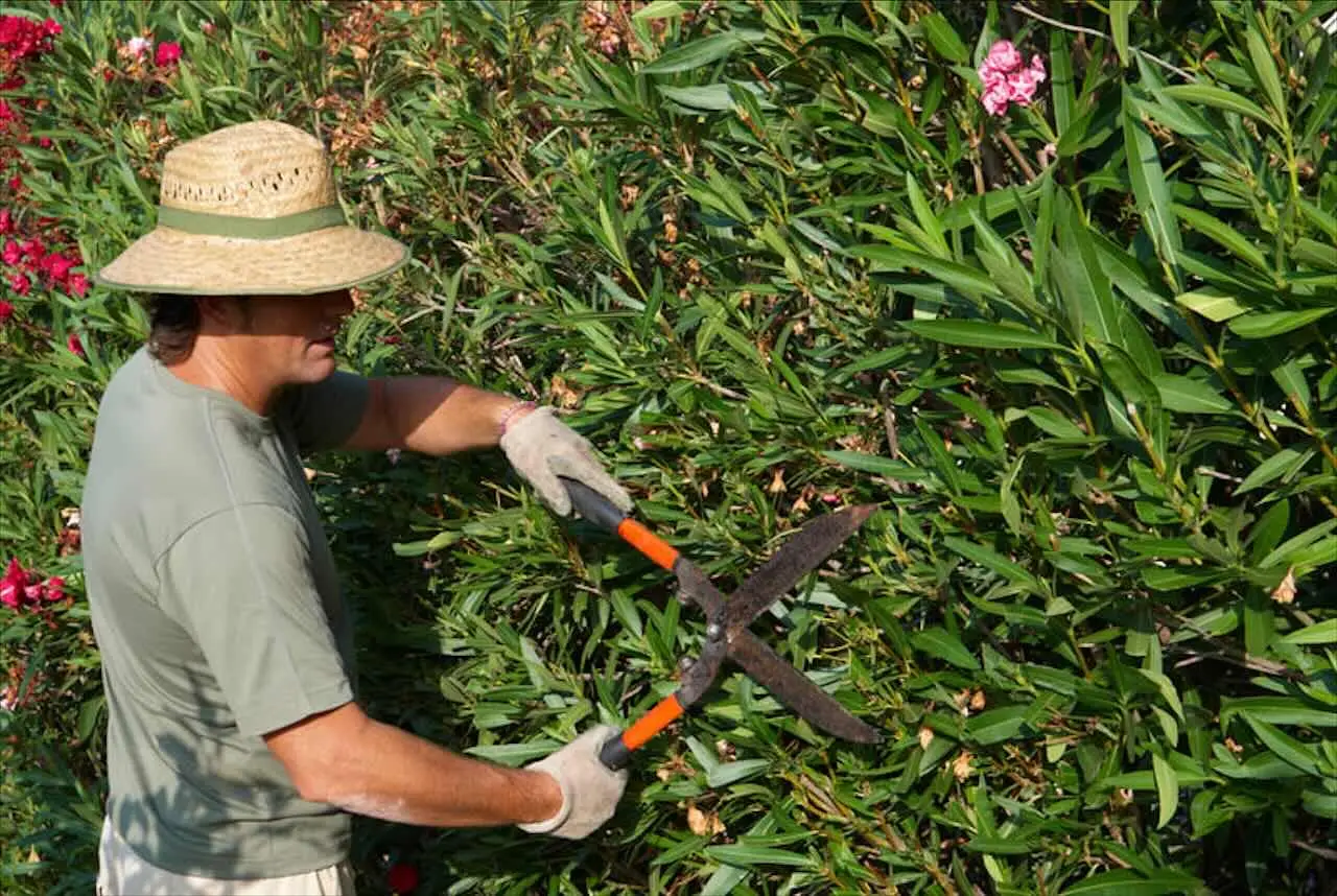 Il segreto dei giardinieri: ecco il fiore che non muore mai e fiorisce tutto l’anno