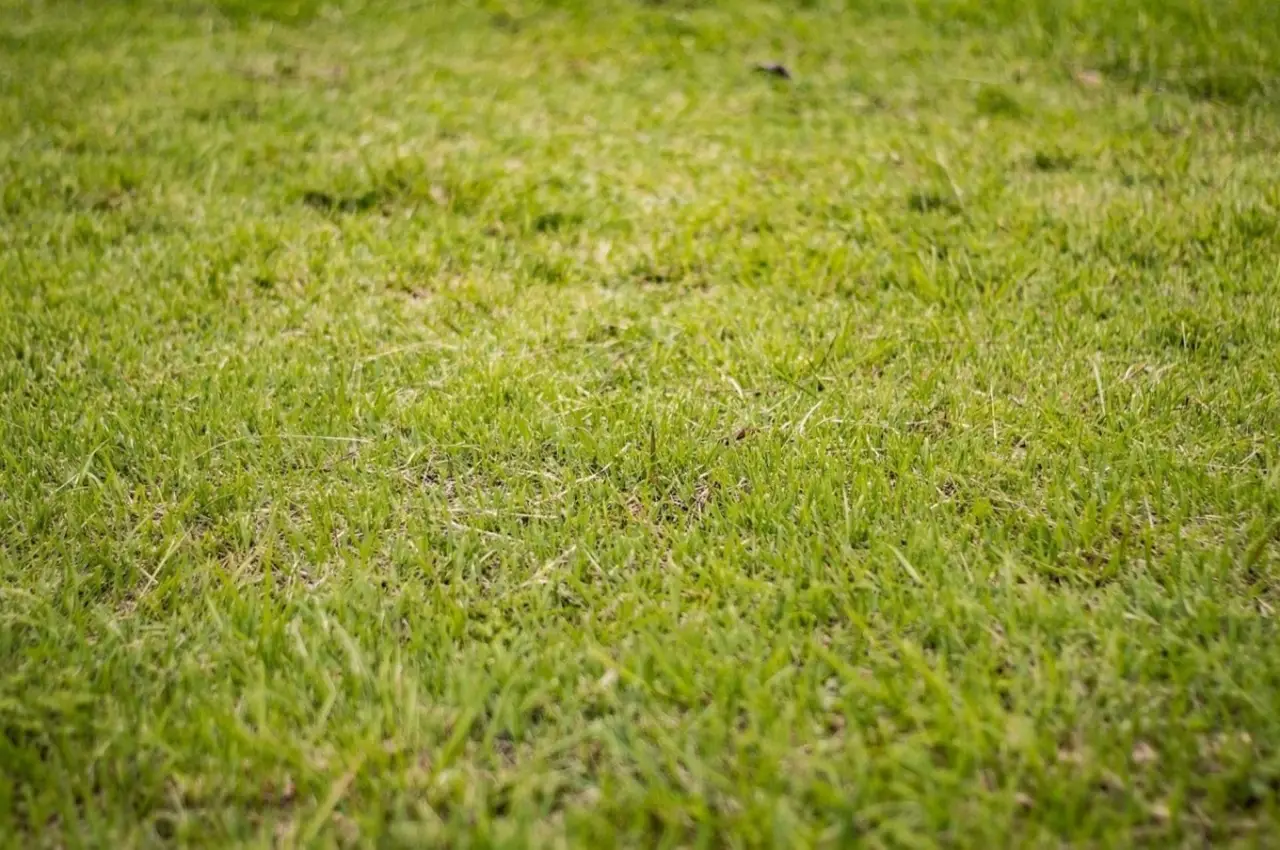 Prato sempre fradicio e fangoso? Ecco la soluzione definitiva per eliminare l’umidità in eccesso