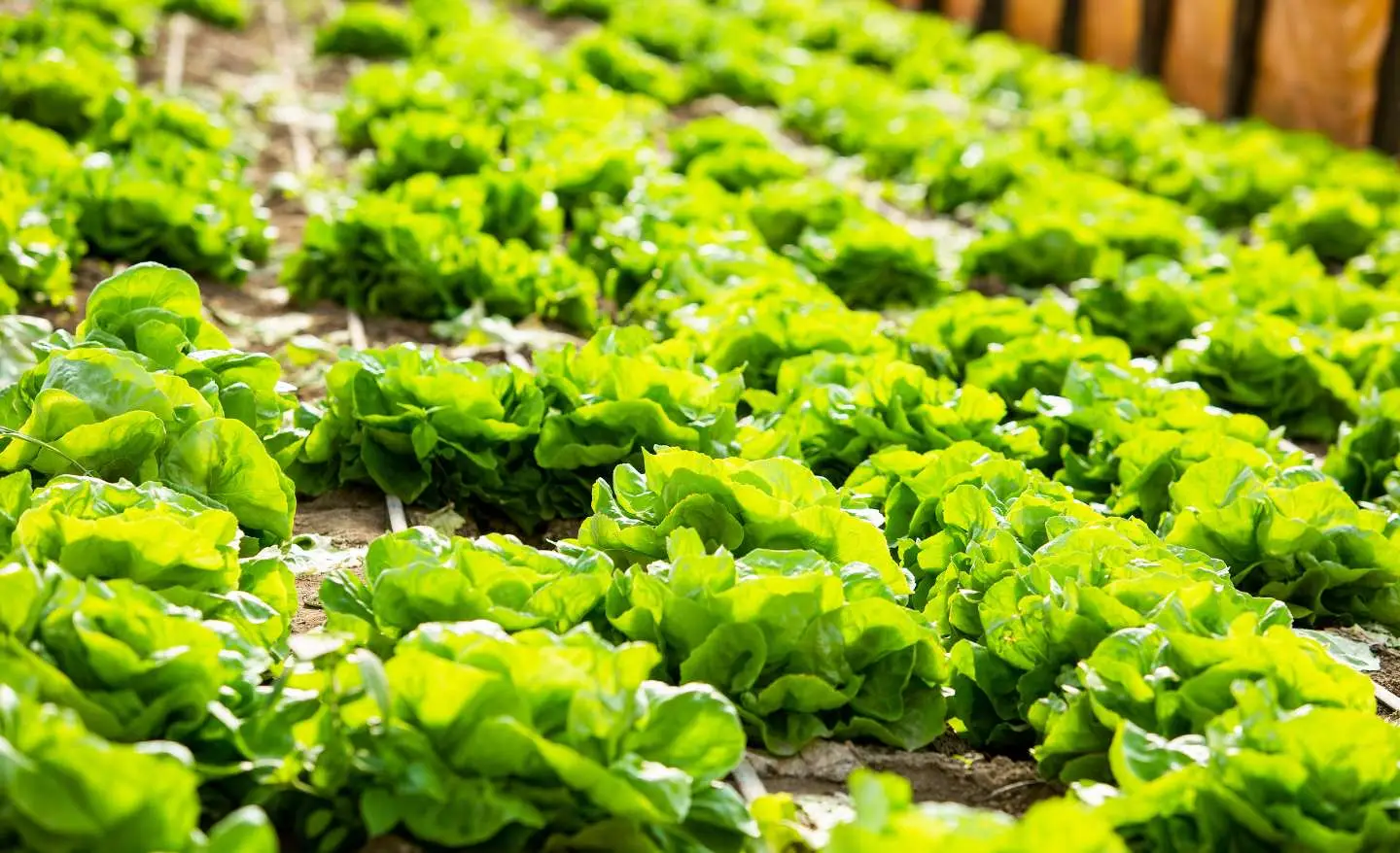 L’errore comune nell’orto che riduce la produzione di lattuga: ecco la distanza giusta