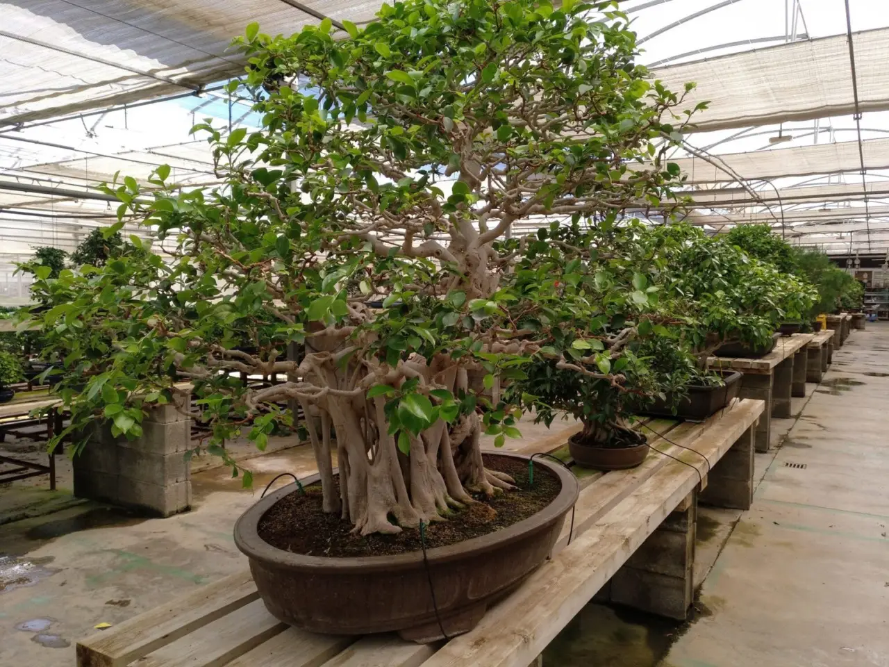 Hai un Ficus elastica? Ecco l’errore comune che lo fa soffrire e come curarlo