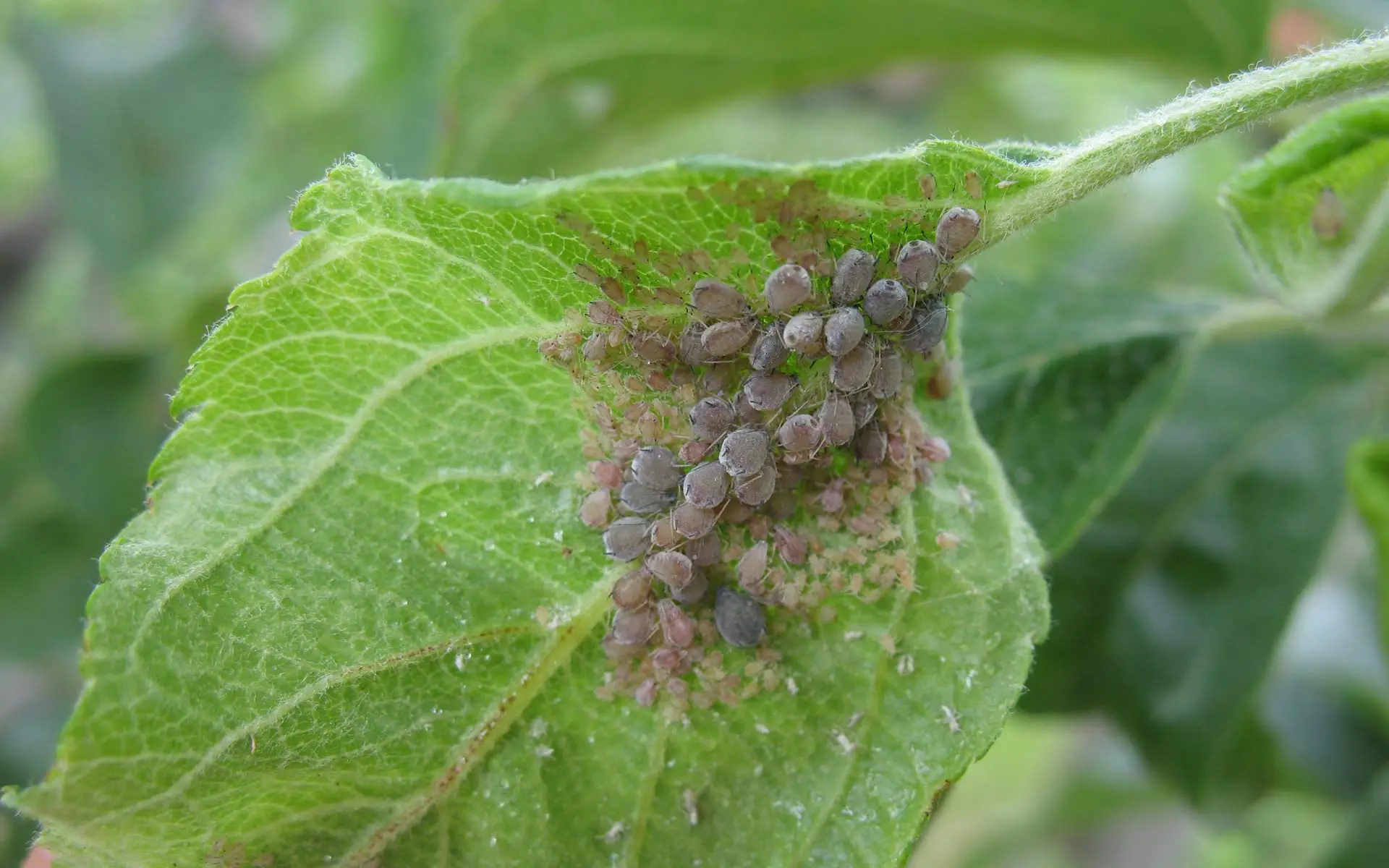 Se vedi questa muffa nera sulle piante devi intervenire subito: ecco cosa la causa davvero