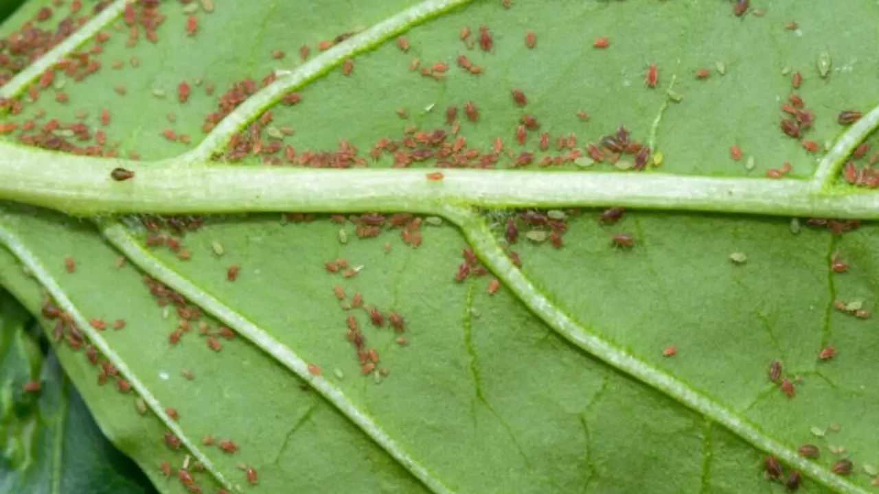 Attenzione a questo parassita invisibile che sta uccidendo le tue piante: ecco il rimedio naturale