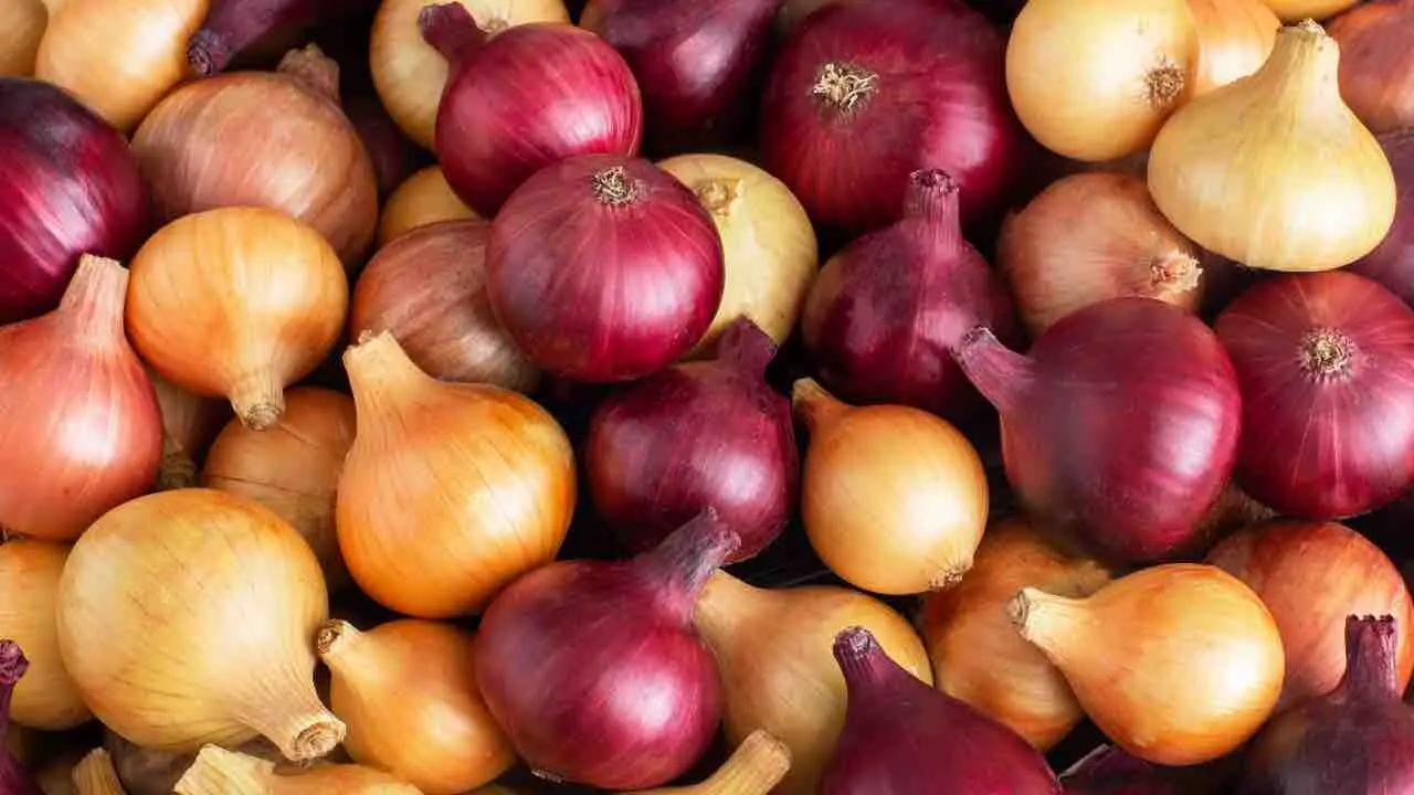 Hai sempre sbagliato a piantare le cipolle: ecco la fase lunare esatta per riuscirci