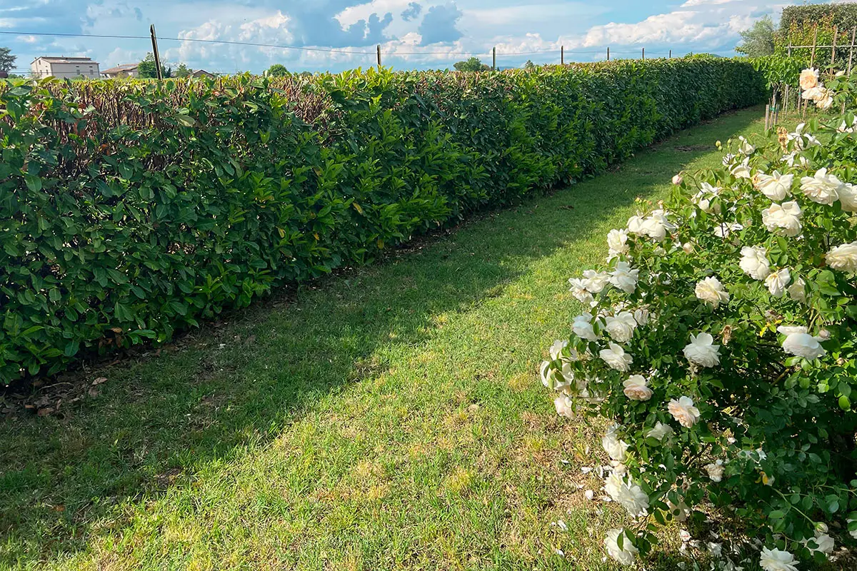 Il trucco semplice per calcolare esattamente i metri quadrati del tuo giardino senza errori