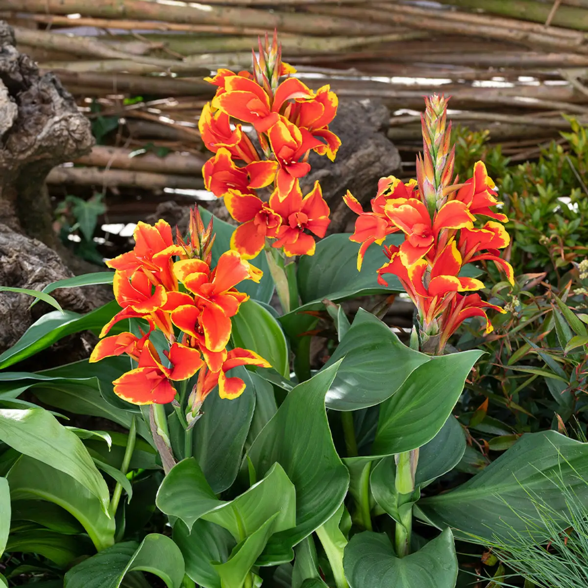 Qual è il fiore del paradiso? Ecco le sua caratteristiche straordinarie
