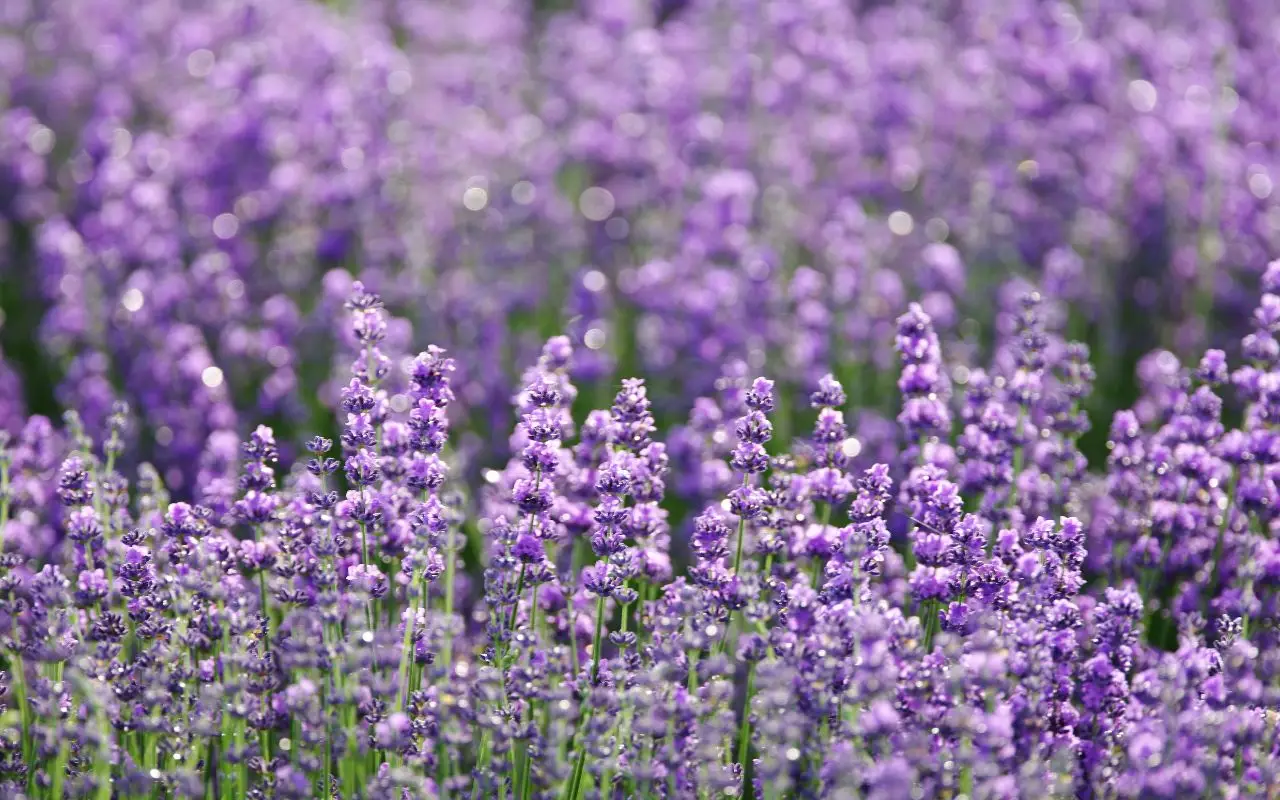 L’errore comune che commetti piantando la lavanda: ecco la distanza esatta per non farla morire