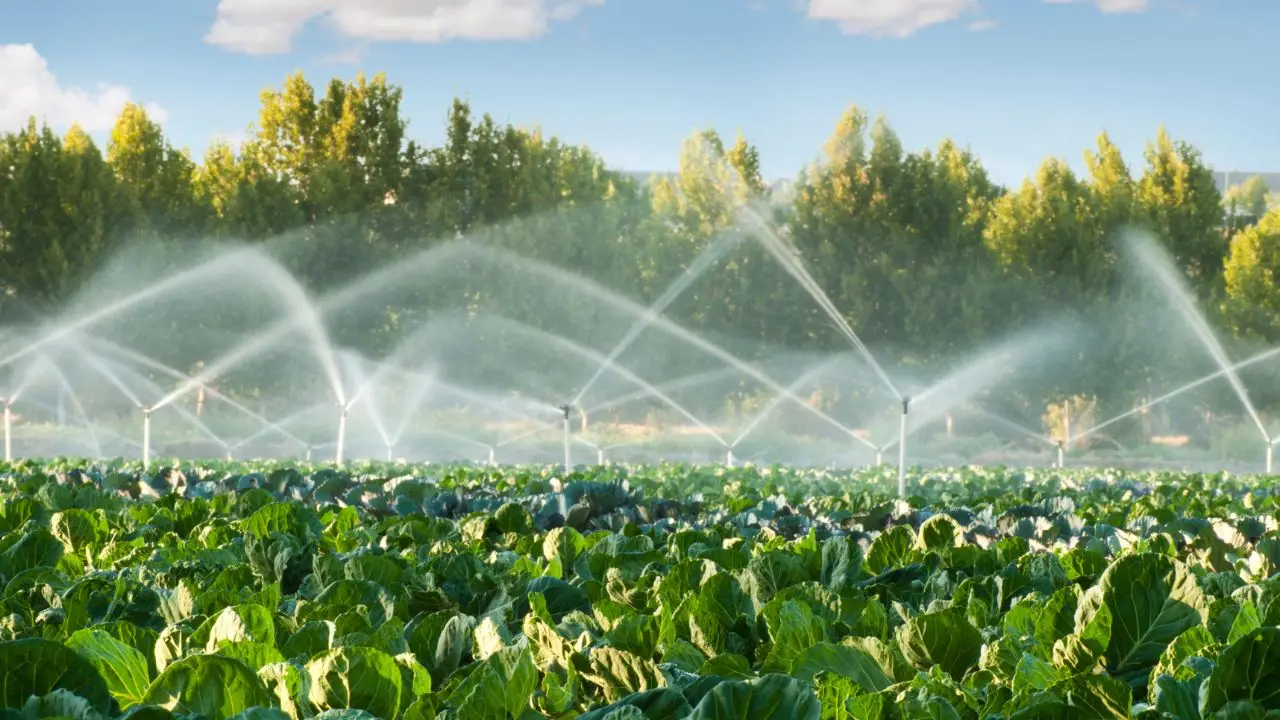 Il metodo di irrigazione sotterranea che risparmia il 50% di acqua e fa esplodere il raccolto