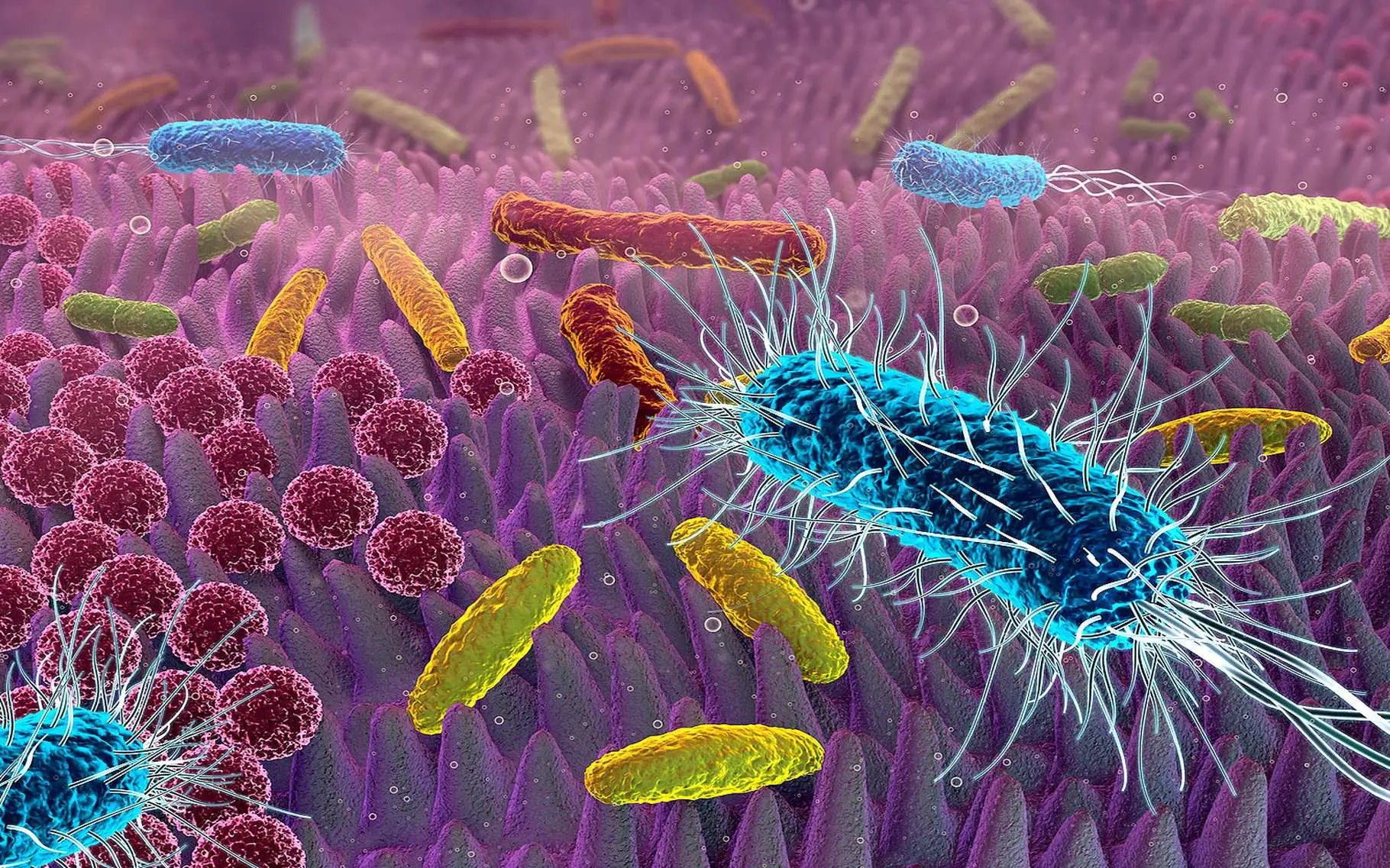 Il metodo naturale per disinfettare tutta la casa senza usare chimica: elimina batteri e cattivi odori