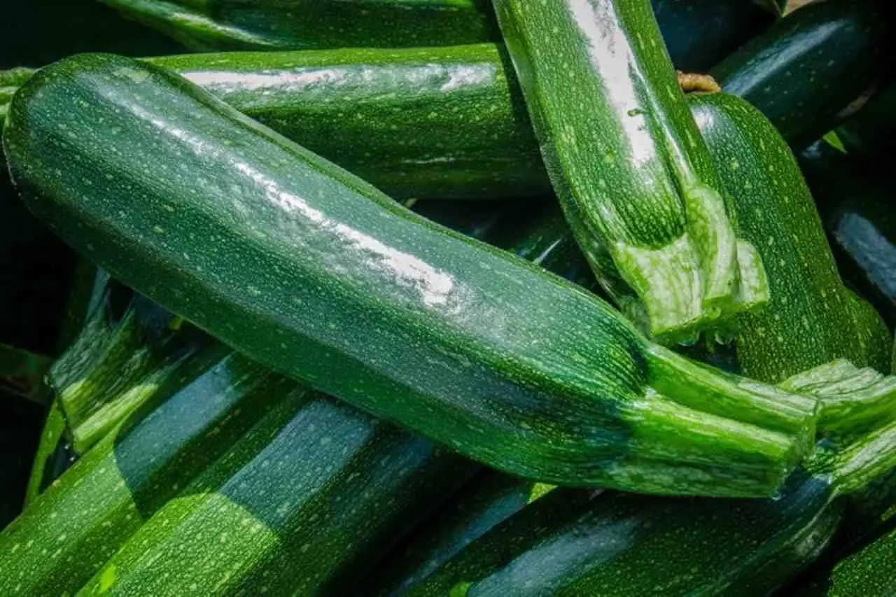 Zucchine piccole o che non crescono? Ecco il concime segreto per un raccolto abbondante