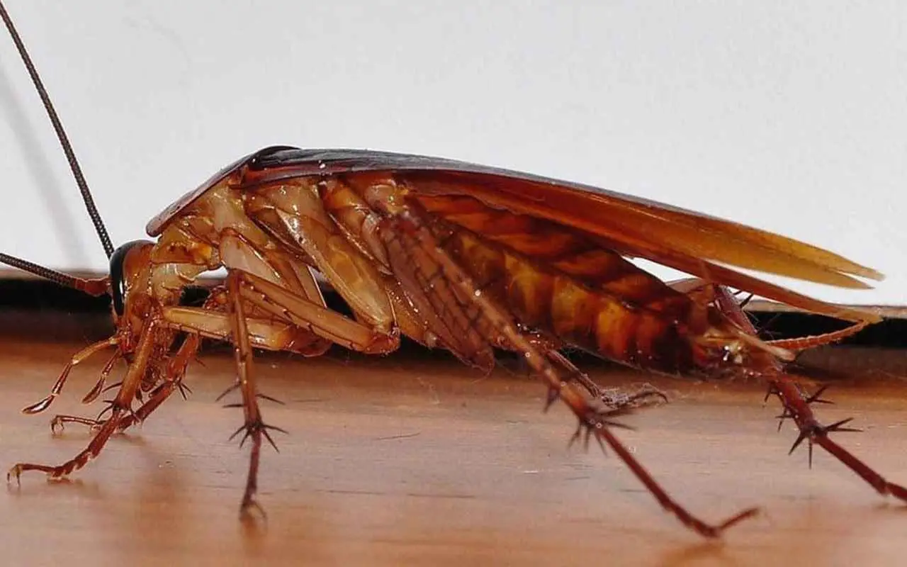 L’invasione degli scarafaggi parte da qui: il trucco definitivo per non farli entrare in casa