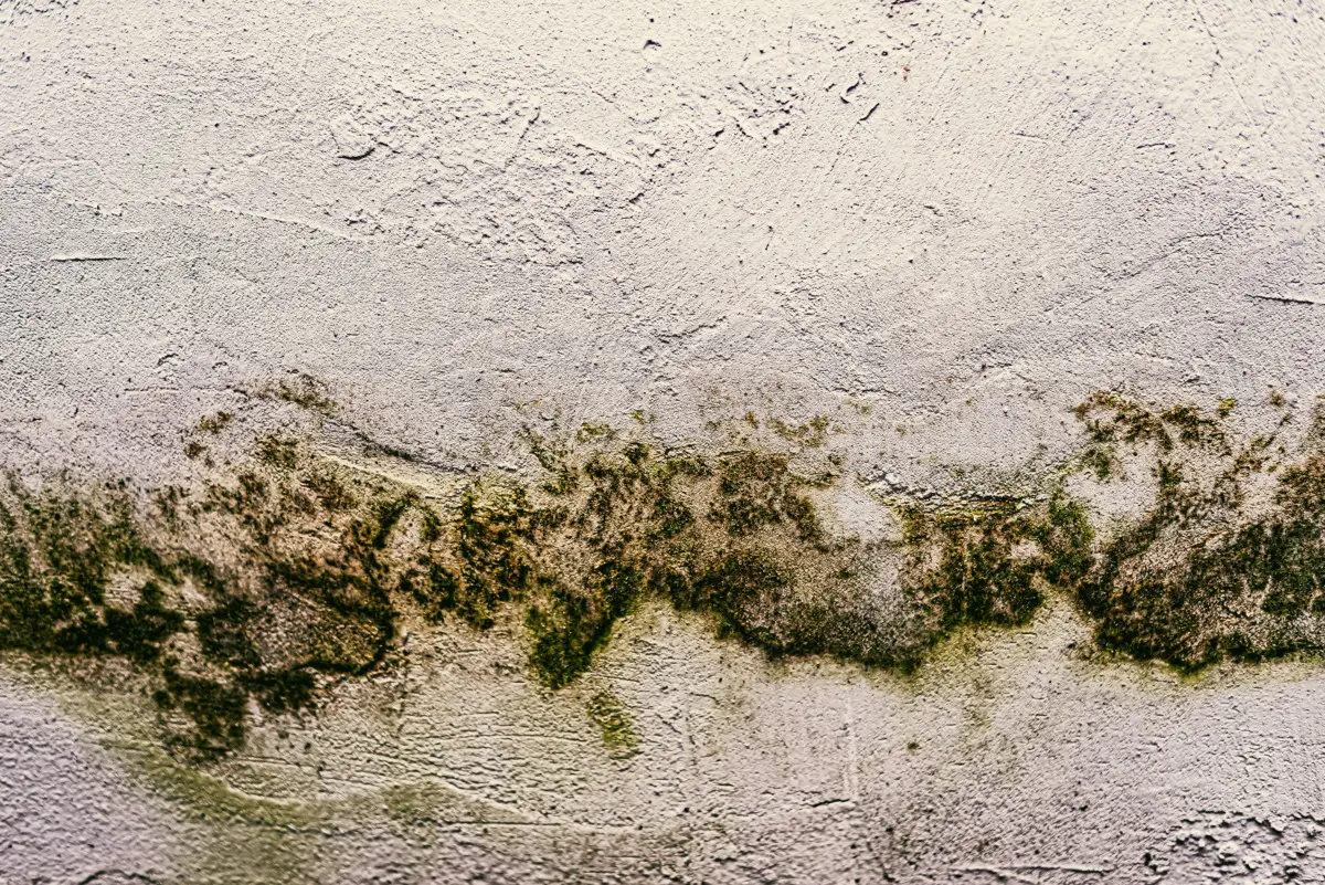 Come togliere la muffa dai muri: il trucco che usano anche gli imbianchini