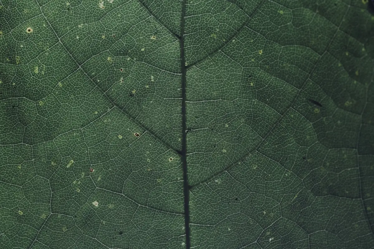 Il mistero delle piante dalle foglie viola: ecco perché la natura le ha create così