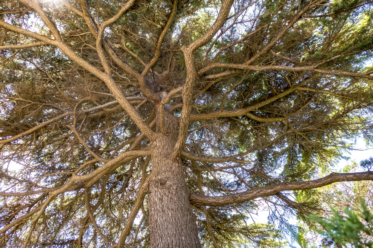 Il tuo abete sta perdendo gli aghi? Ecco quando è normale e quando è un segnale di allarme