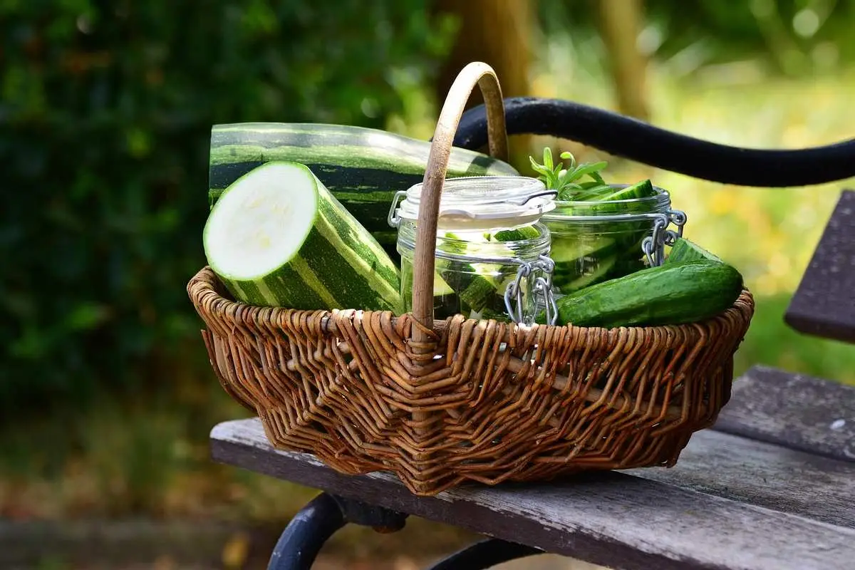 Quando finisce il periodo delle zucchine? Ecco il trucco per allungare la produzione